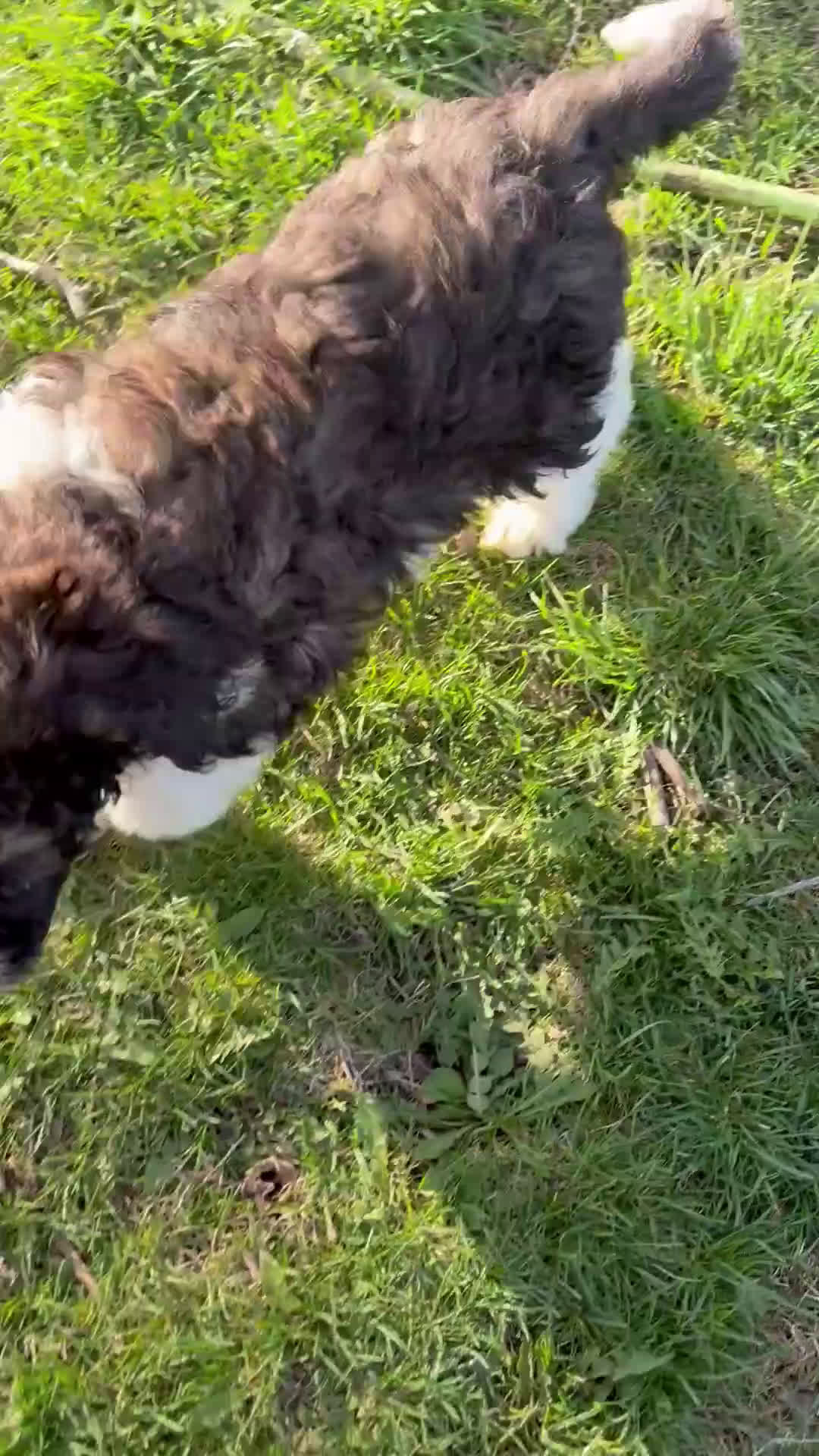 Saint Berdoodles dogs for sale: Georgia - Video 4