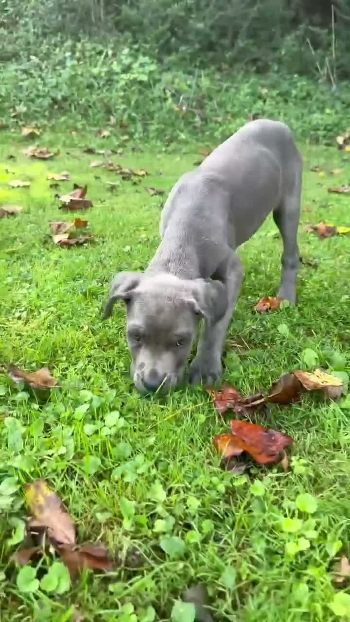 Cane Corso dogs for sale: Willow - Video 1