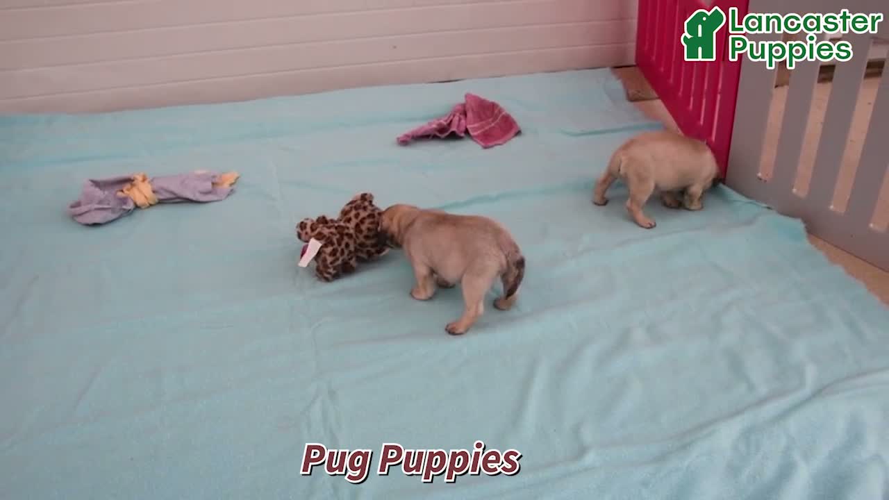 Pug dogs for sale: Nicholas - Video 1