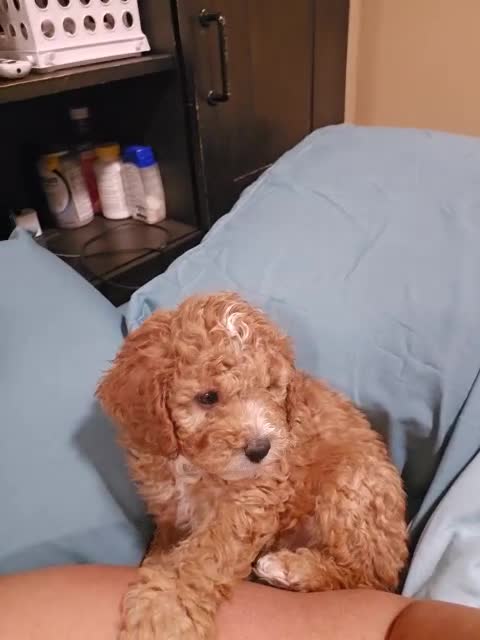Cavapoo dogs for sale: Cavapoo Puppy 1 - Video 1