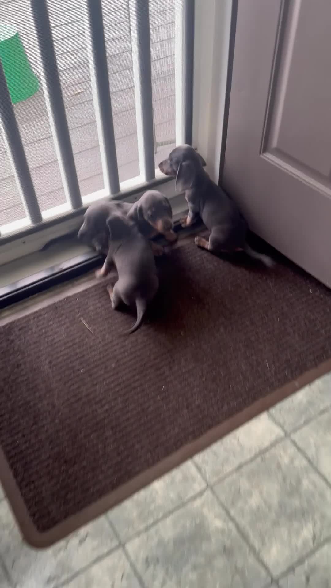 Miniature Dachshund dogs for sale: Draco - Mini - Video 1