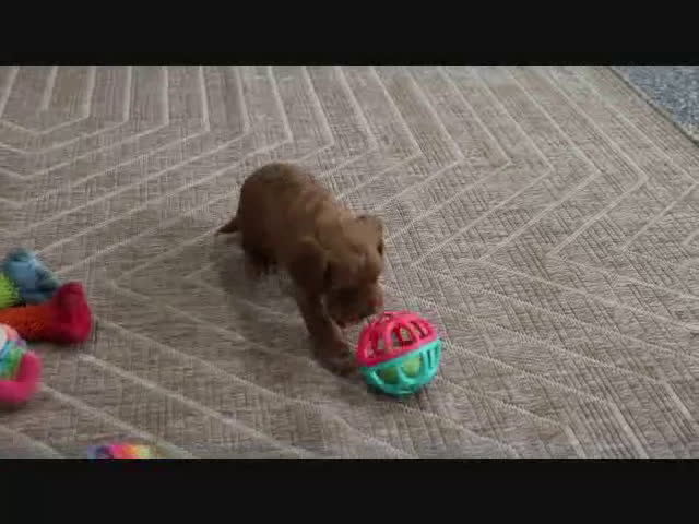 Mini Goldendoodle dogs for sale: Clinton - Video 4