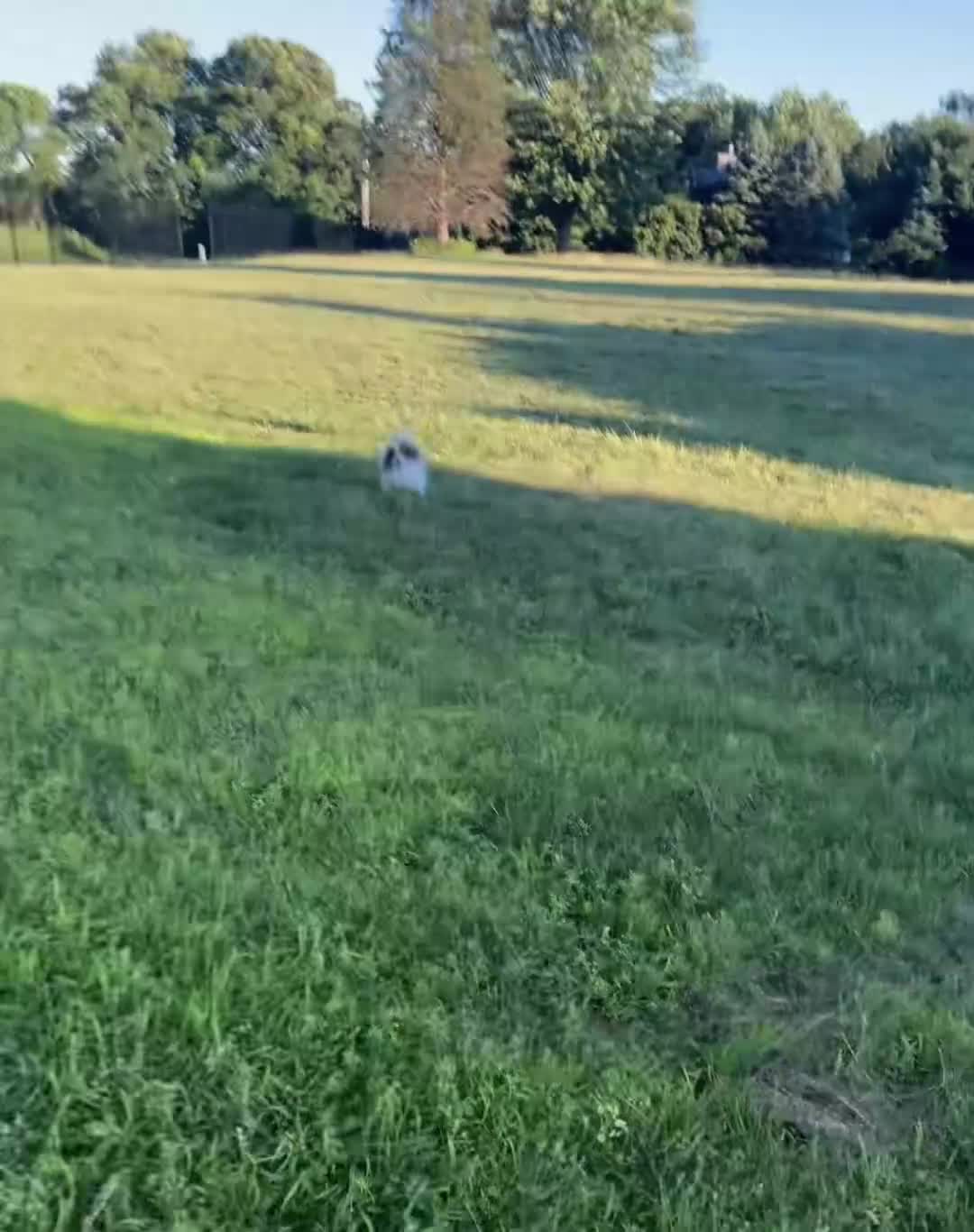 Pomeranian dogs for sale: Nutella  - Video 1