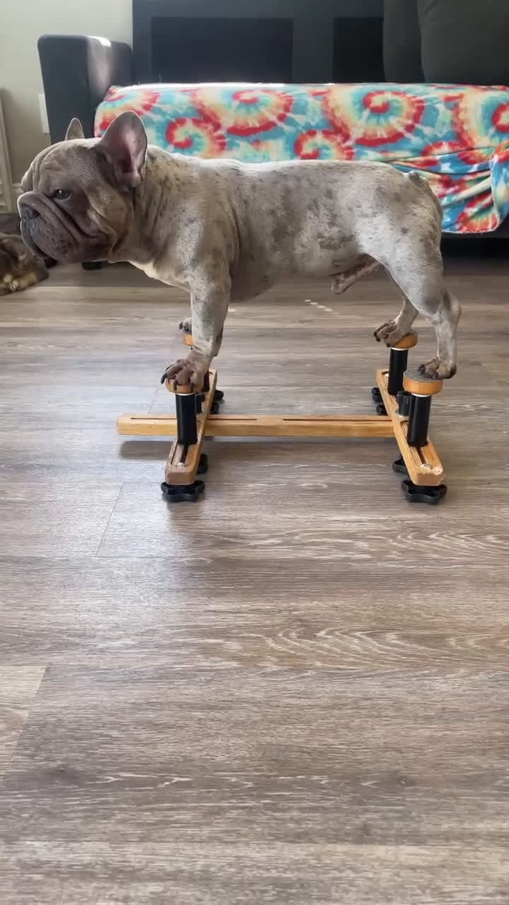 French Bulldog dogs for sale: Lazarus - Video 1