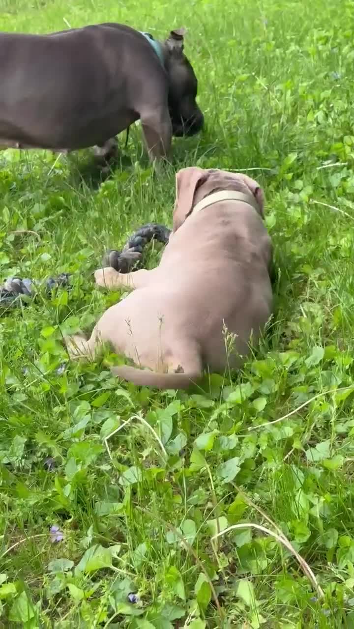 American Bully dogs for sale: American Bully Puppy 1 - Video 1