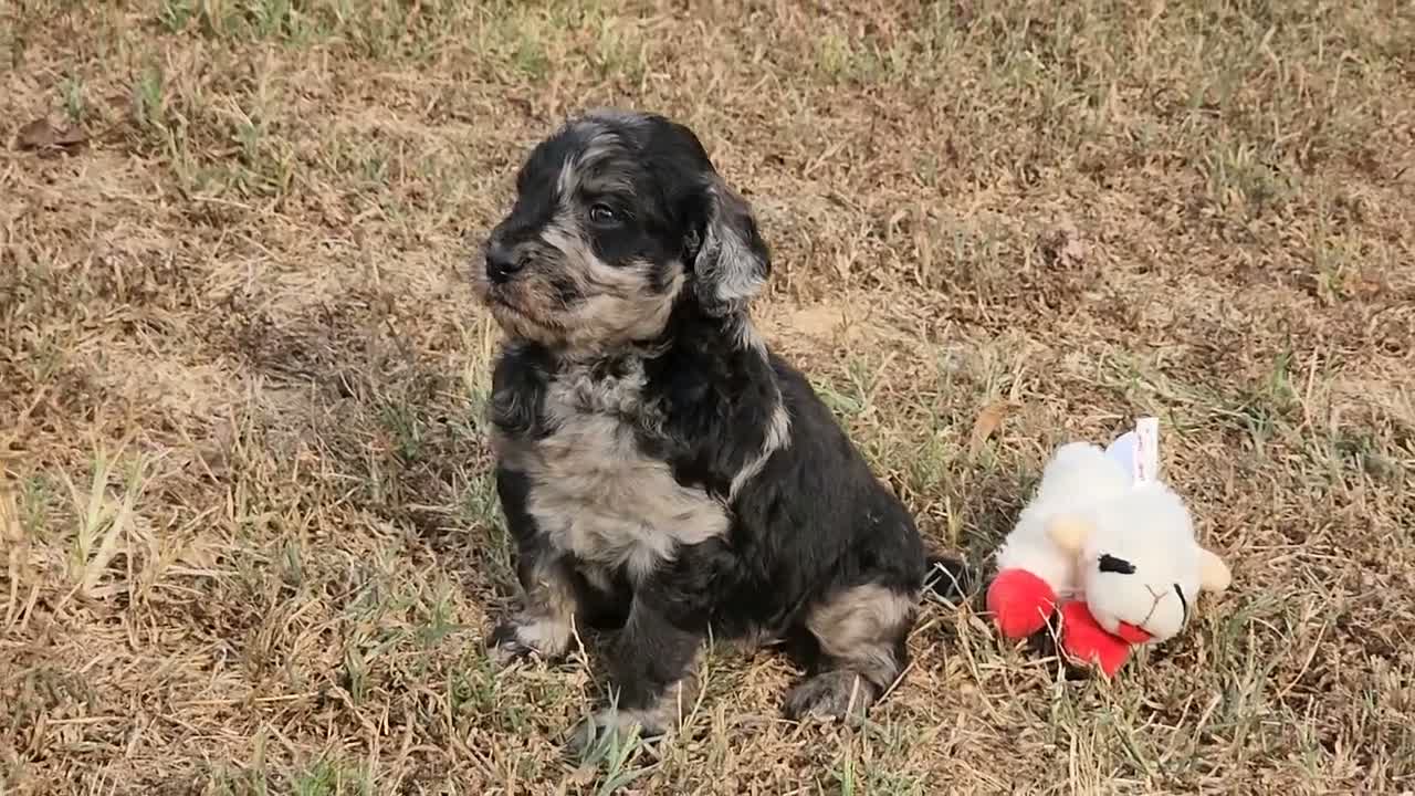 Goldendoodle dogs for sale: Montel - Video 1