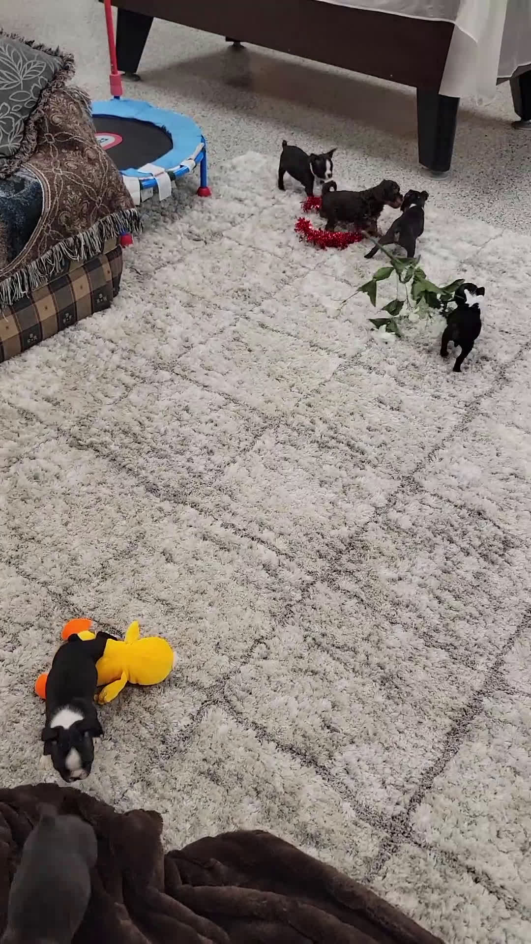 Boston Terrier dogs for sale: Beatrice - Video 1