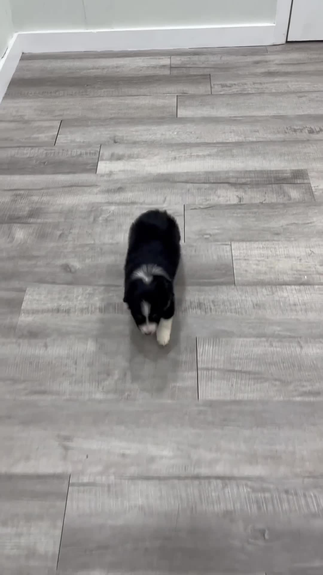 Miniature Australian Shepherd dogs for sale: Lilly - Video 1