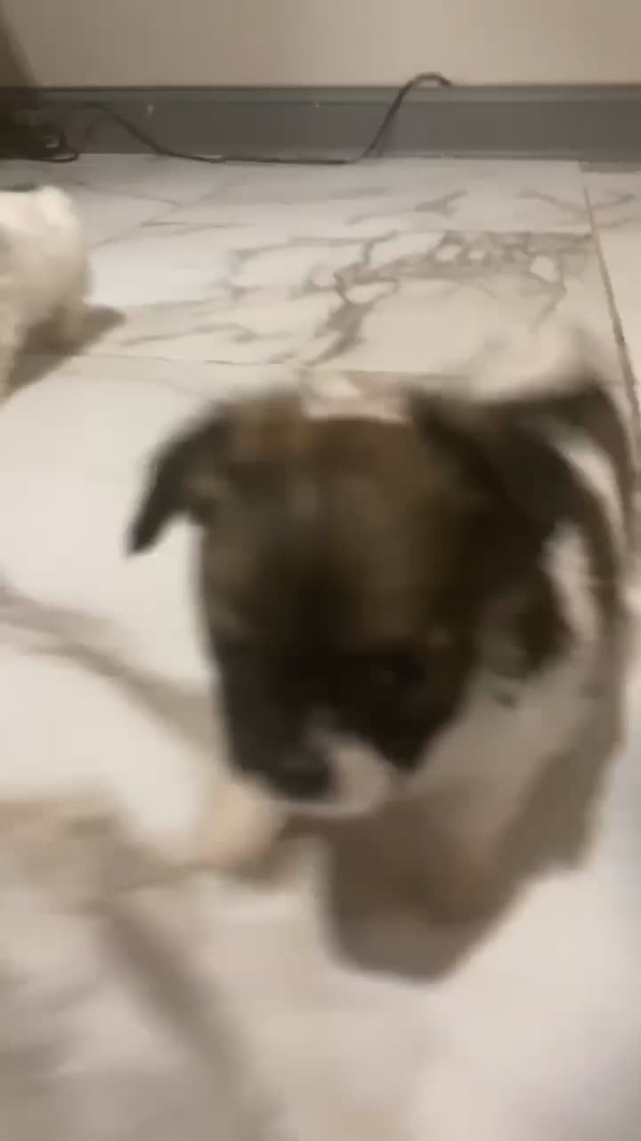 Mixed Breed dogs for sale: Mixed Breed Puppy 3 - Video 1