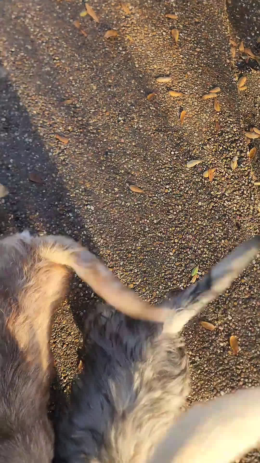 Mixed Breed dogs for sale: Mixed Breed Puppy 3 - Video 1