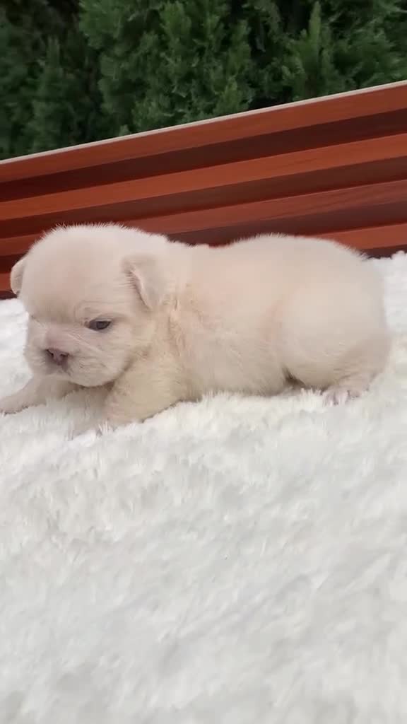 French Bulldog dogs for sale: Smokey the Bear - Video 3