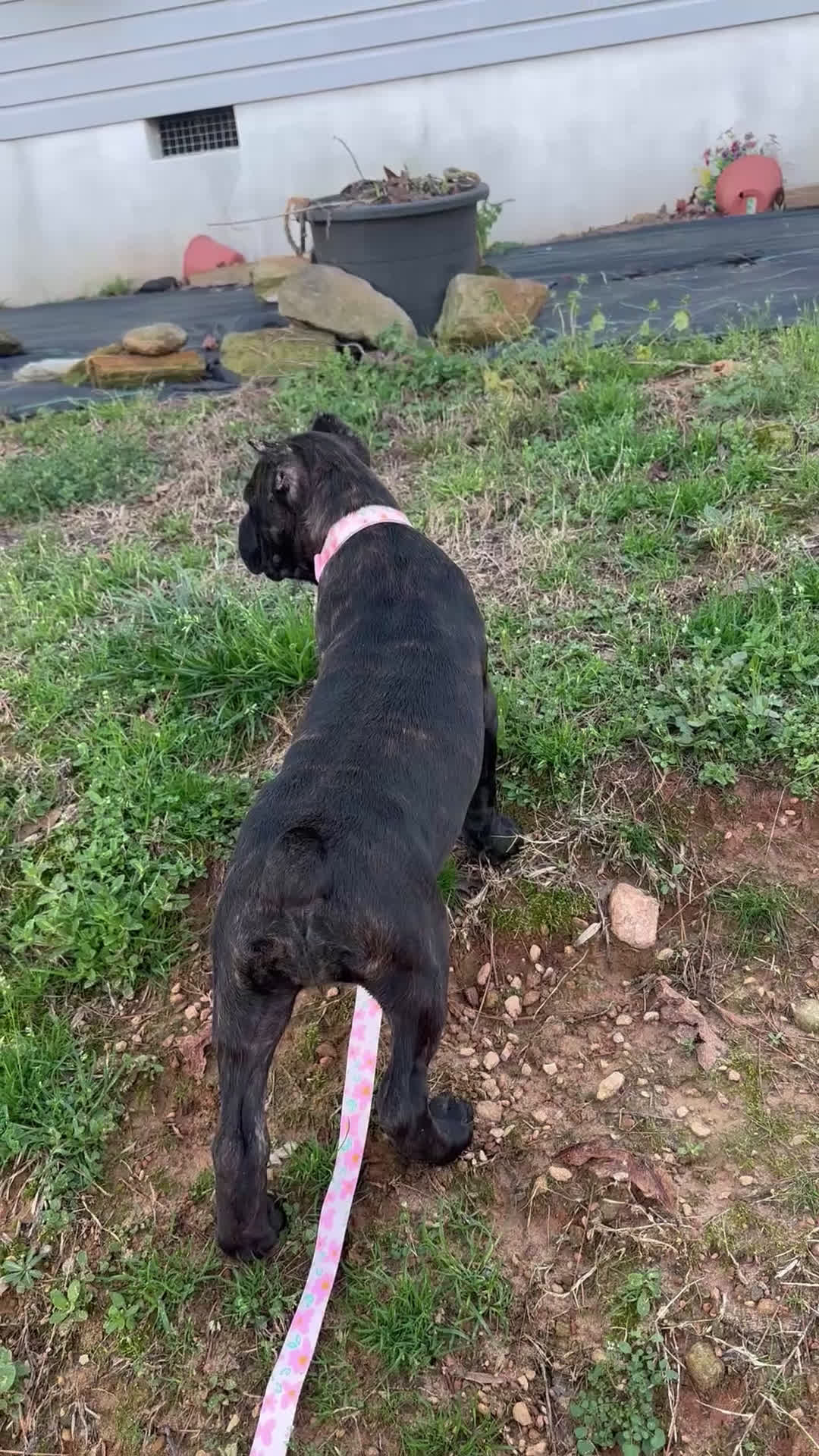 Cane Corso dogs for sale: Cane Corso Puppy 7 - Video 1
