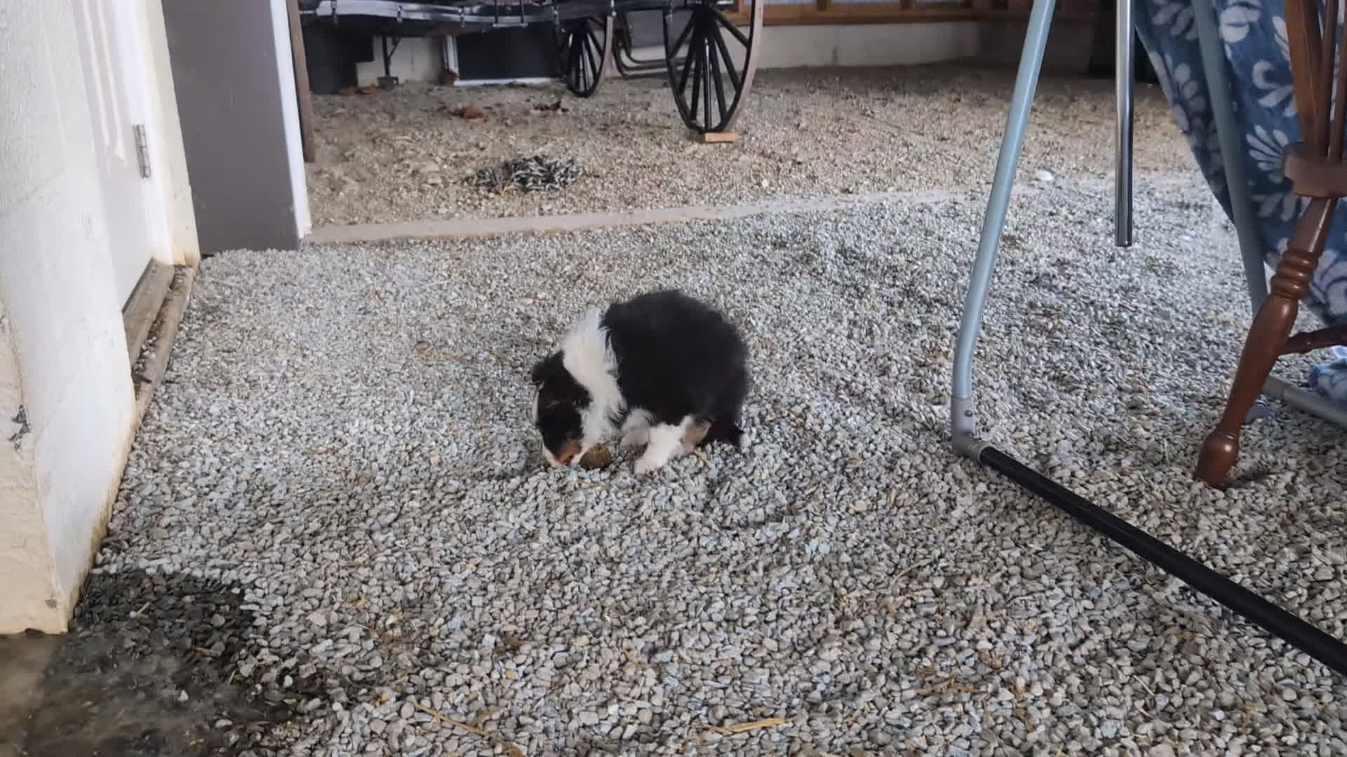 Shetland Sheepdog dogs for sale: Drake  - Video 1