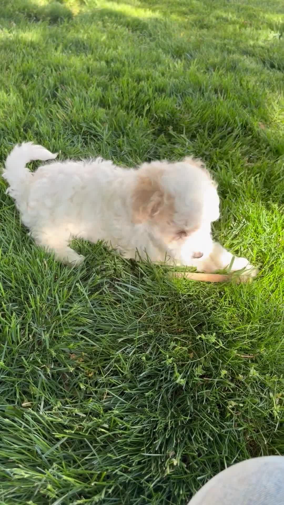 Maltipoo dogs for sale: Max - Video 1
