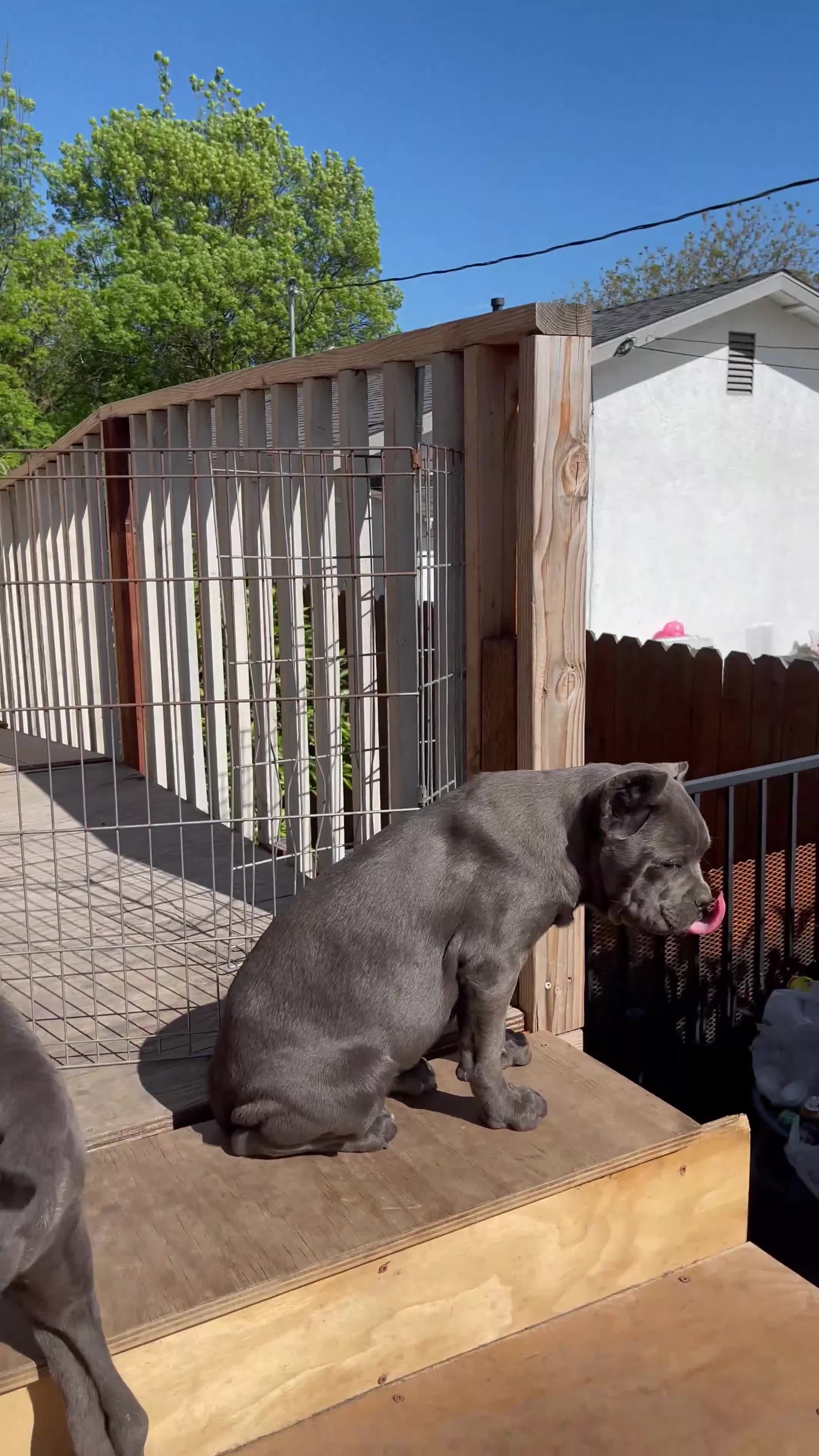 Cane Corso dogs for sale: Channel - Video 2