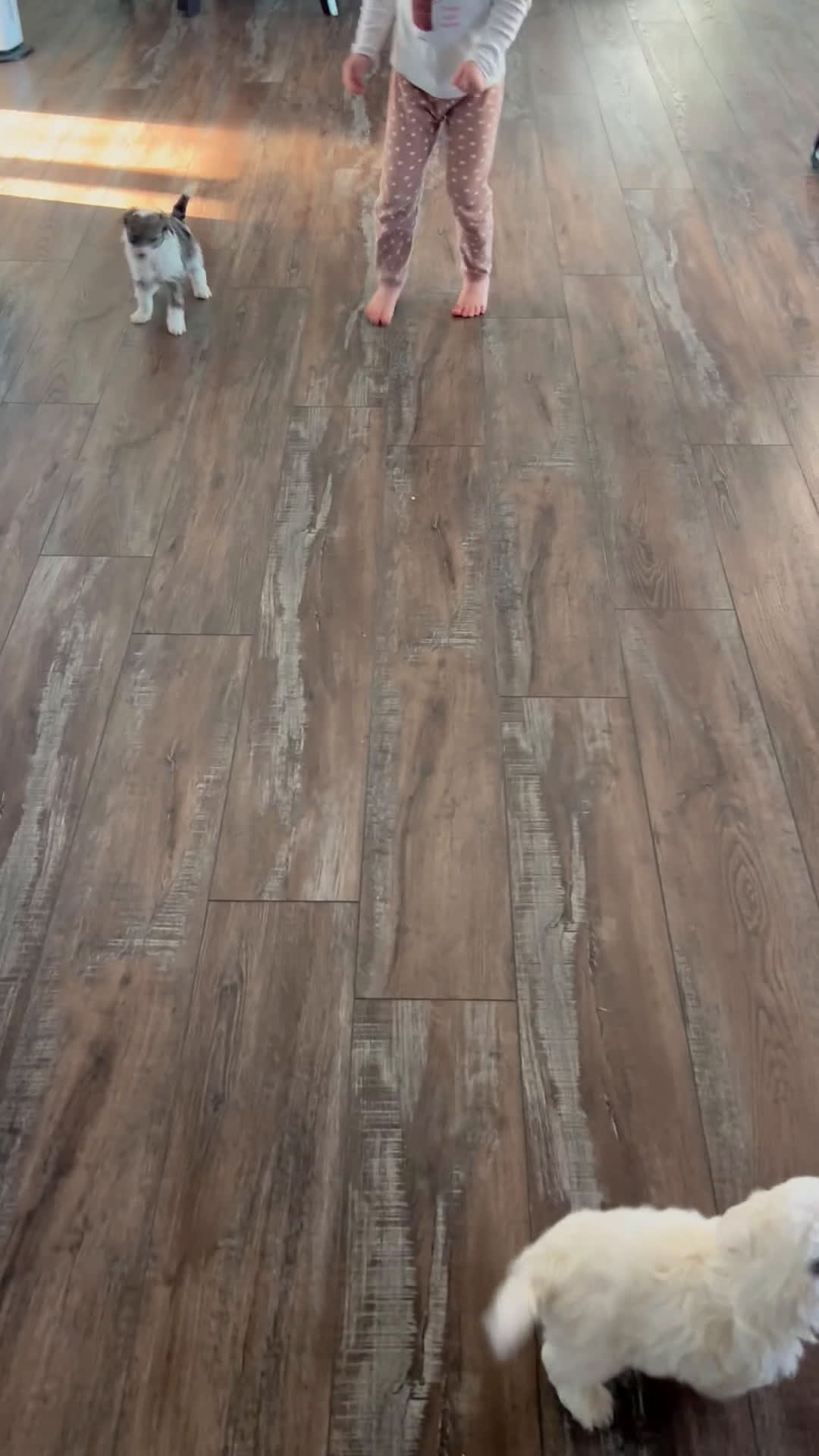 Mixed Breed dogs for sale: Skye - Video 1