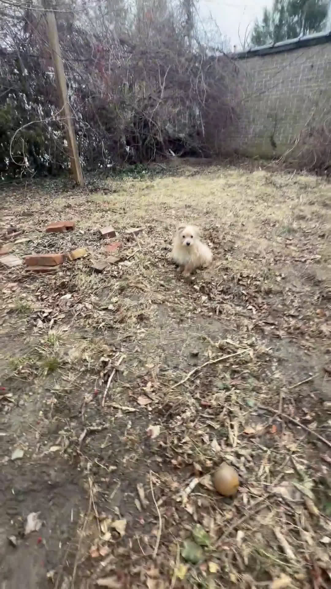 Morkie dogs for sale: Bruno - Video 1