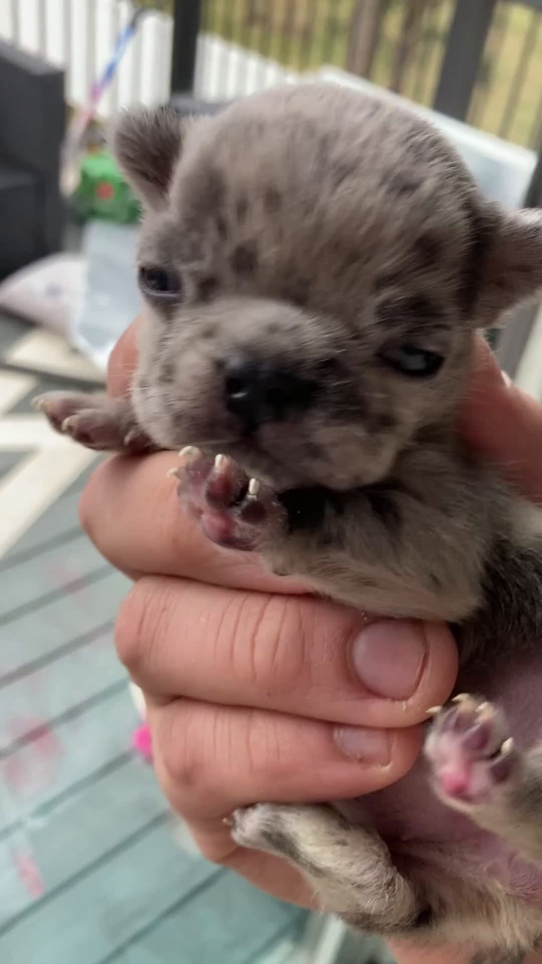 French Bulldog dogs for sale: French Bulldog Puppy 1 - Video 1