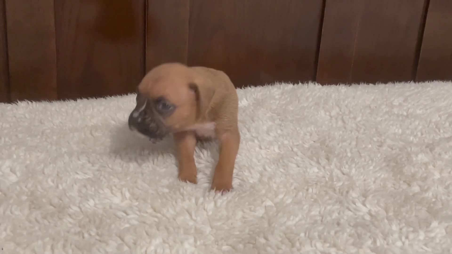 Boxer dogs for sale: Colt - Video 2