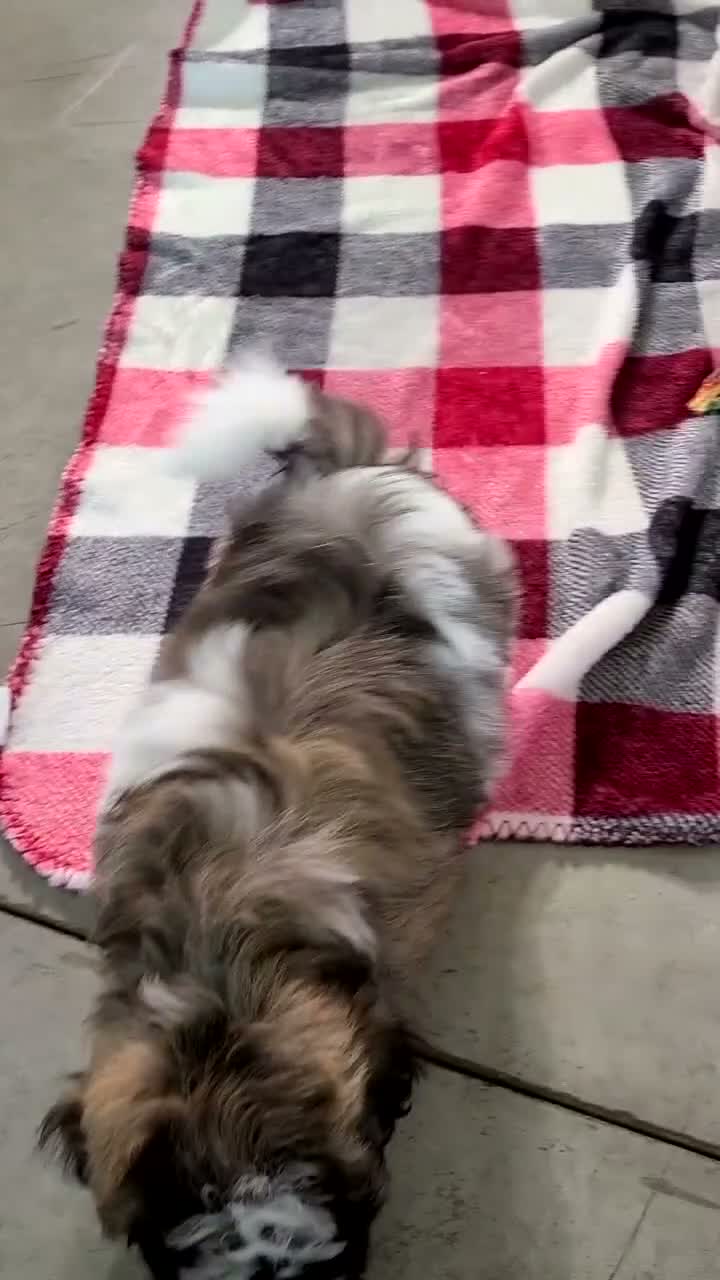 Teddy Bear dogs for sale: Ginger  - Video 1