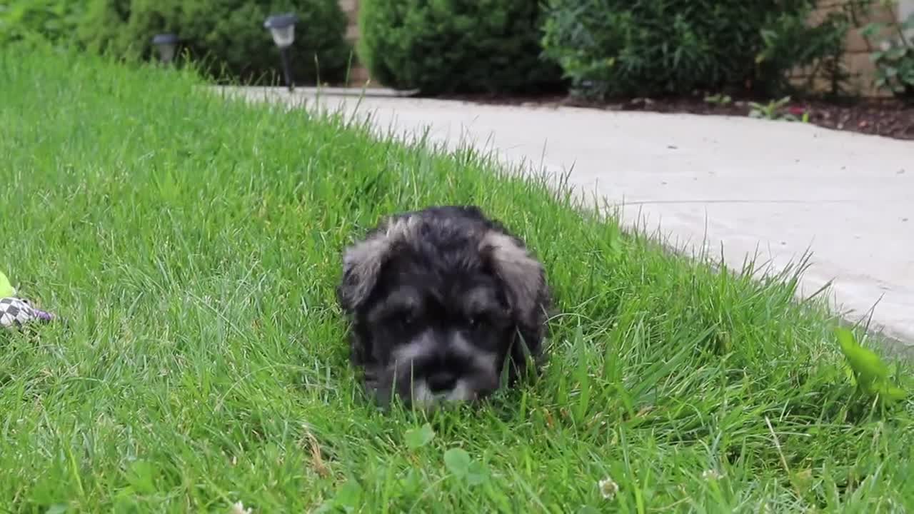 Miniature Schnauzer dogs for sale: Charlie - Video 1