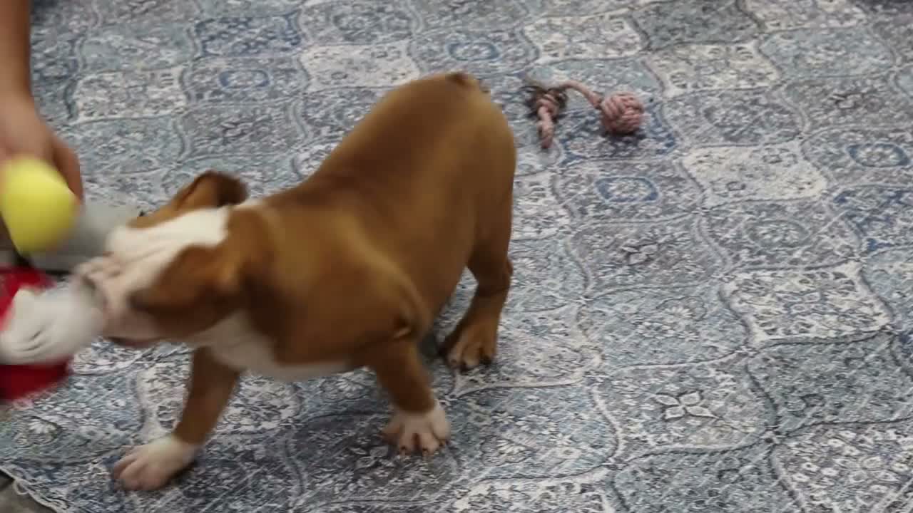 English Bulldog dogs for sale: Snuffie - Video 1