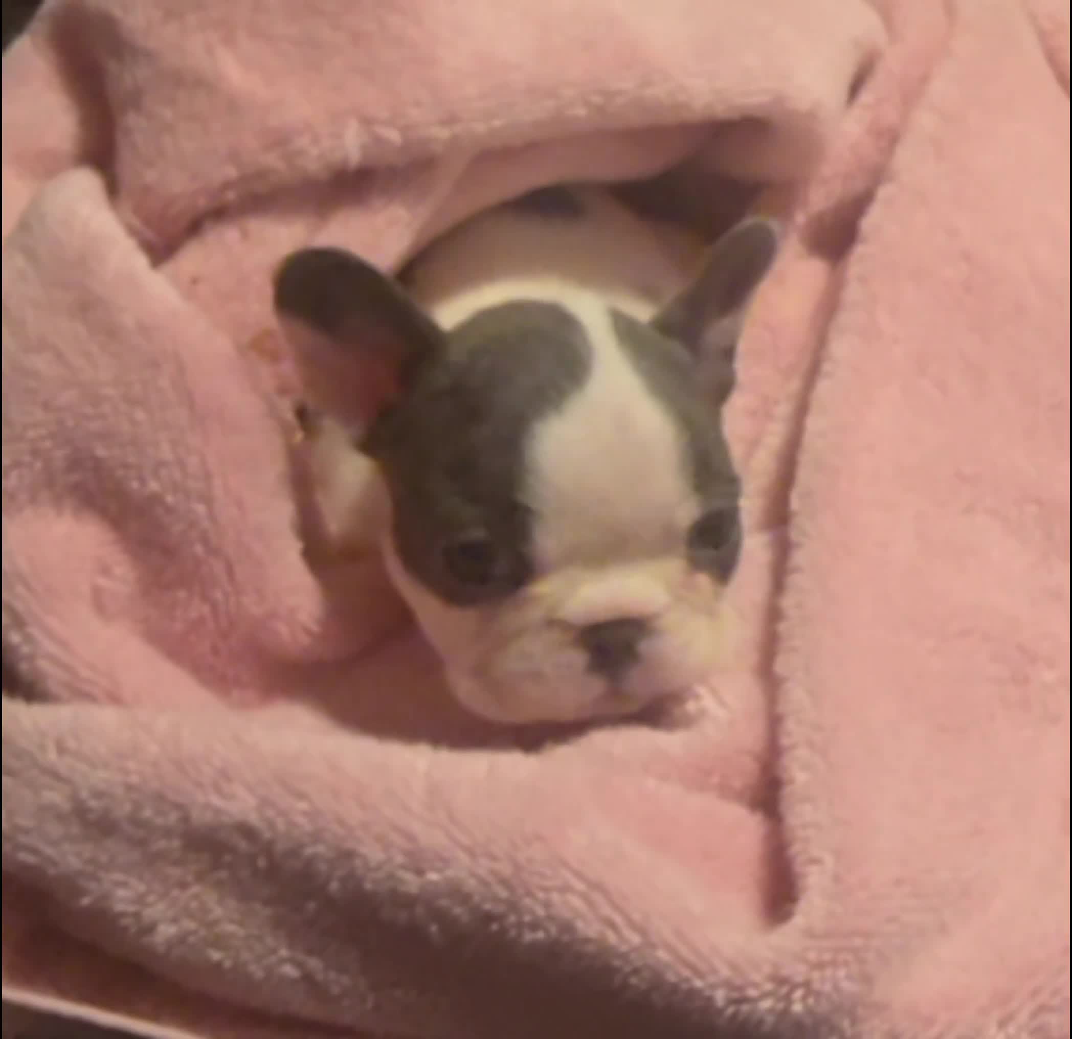 French Bulldog dogs for sale: French Bulldog Puppy 4 - Video 2