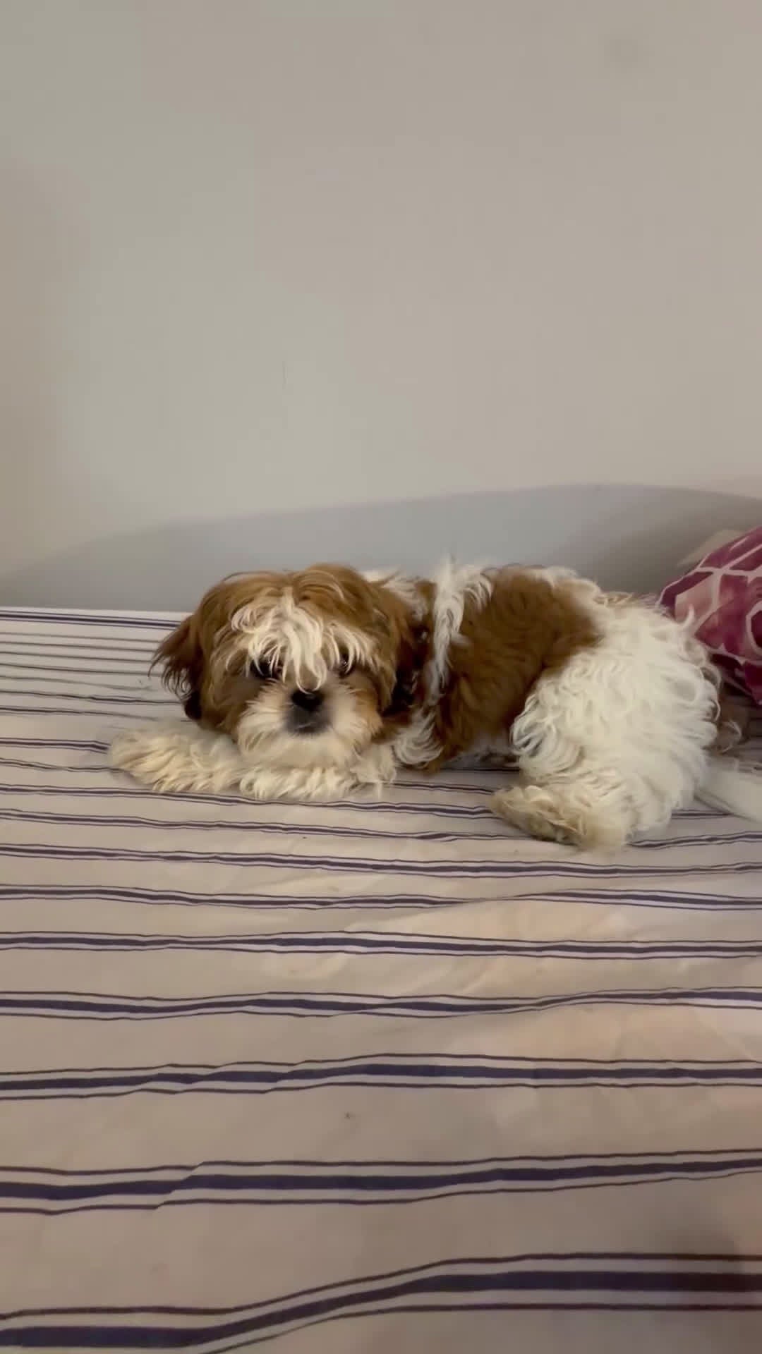 Shih Tzu dogs for sale: Male Shih Tzu Male Shih Tzu Puppy – 4 Months – Ready to Go Home (Watson) - Video 1