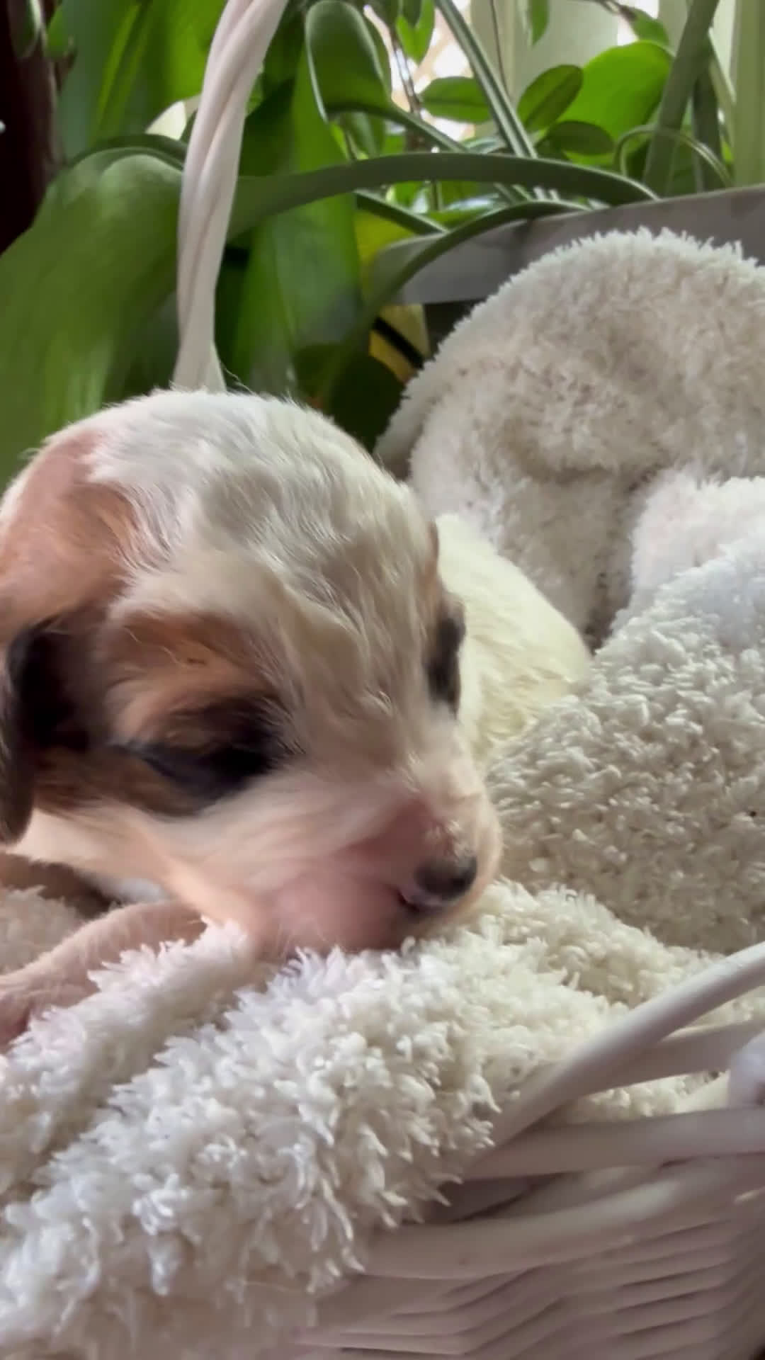 Mixed Breed dogs for sale: Andy - Video 1