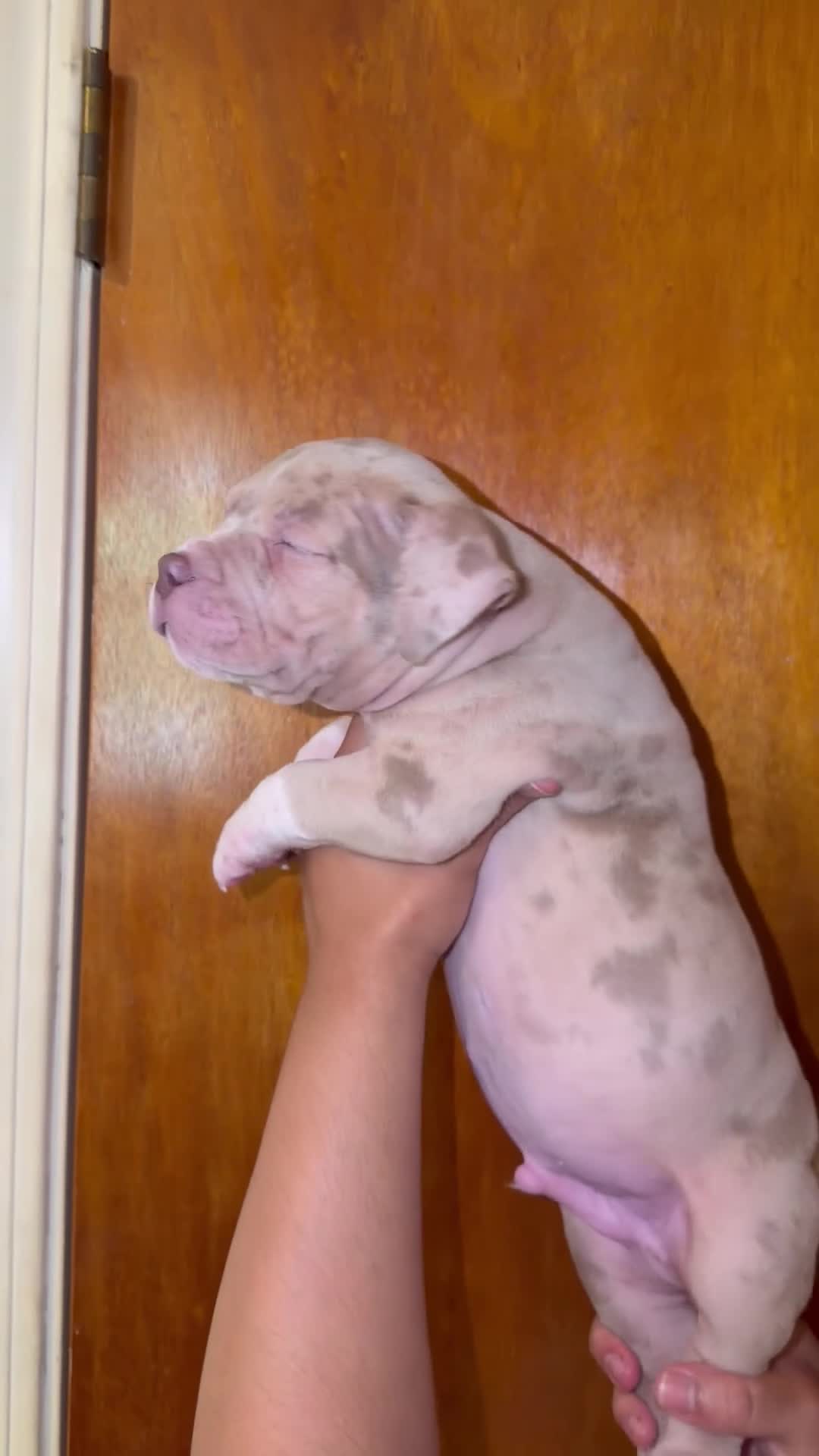 American Bully dogs for sale: American Bully 5 - Video 5