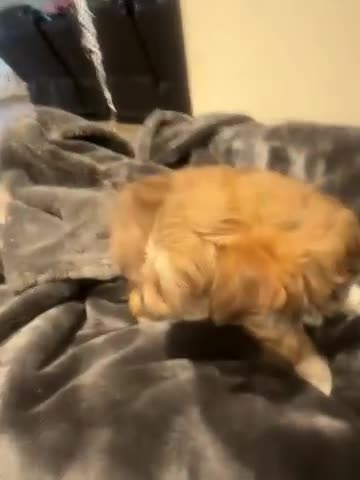 Maltipoo dogs for sale: Maltipoo Puppy 3 - Video 1