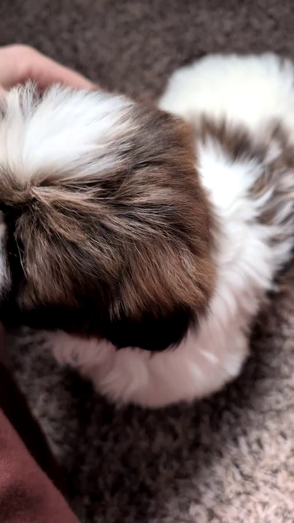 Shih Tzu dogs for sale: Carter  - Video 1