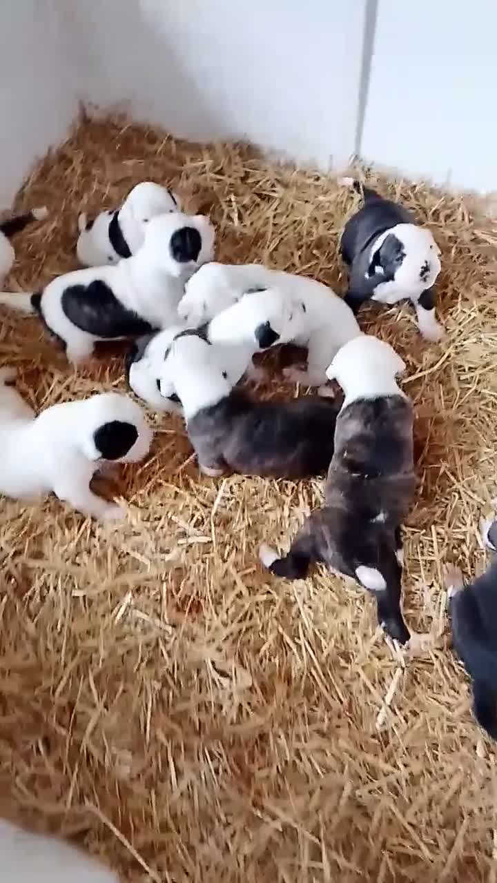 American Bulldog dogs for sale: American Bulldog 1 - Video 1
