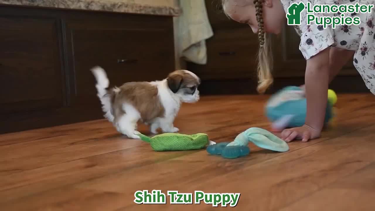 Shih Tzu dogs for sale: Butterscotch - Video 1