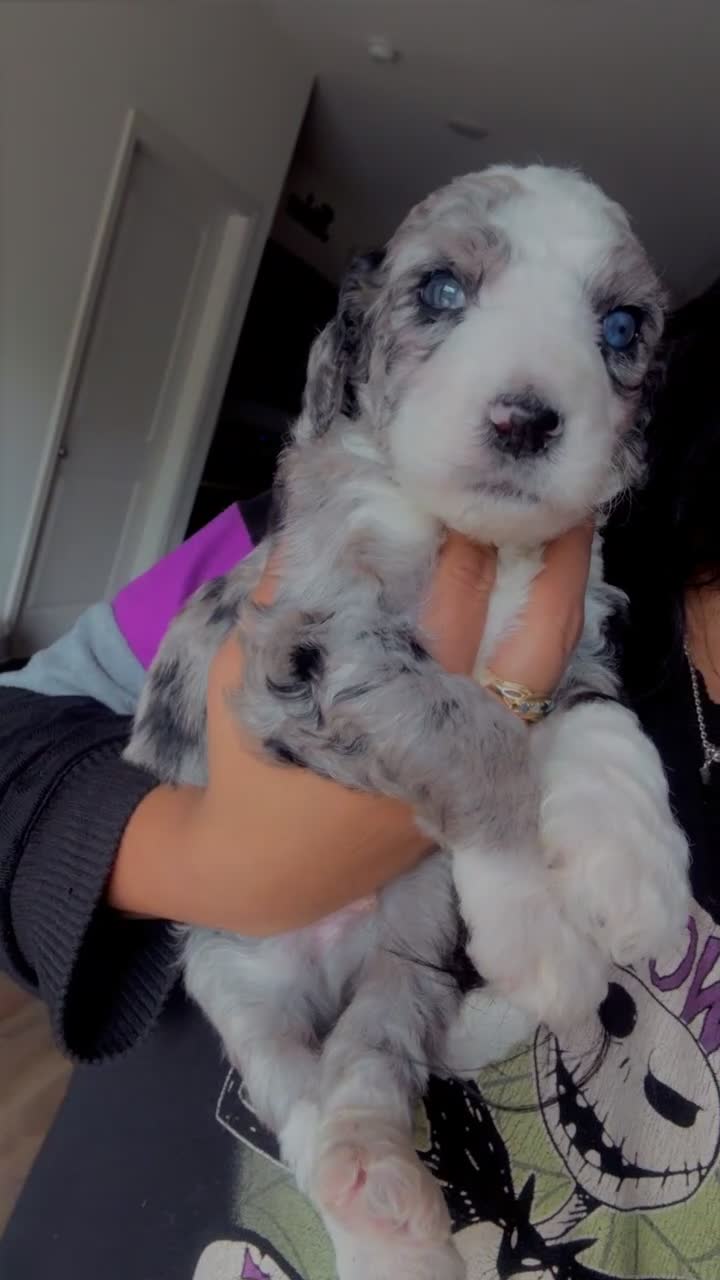 Double Doodle dogs for sale: Baby blue - Video 1