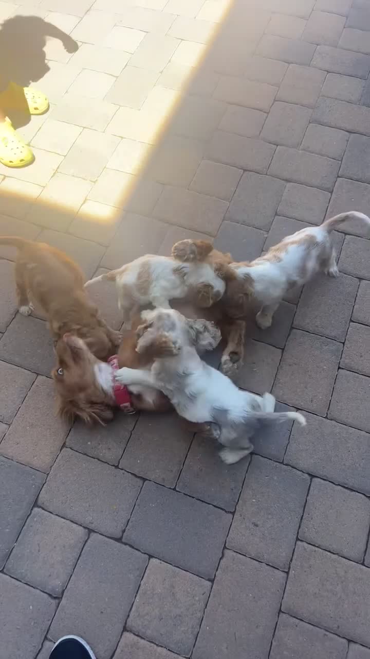 Cocker Spaniel dogs for sale: Cocker Spaniel 2 - Video 2
