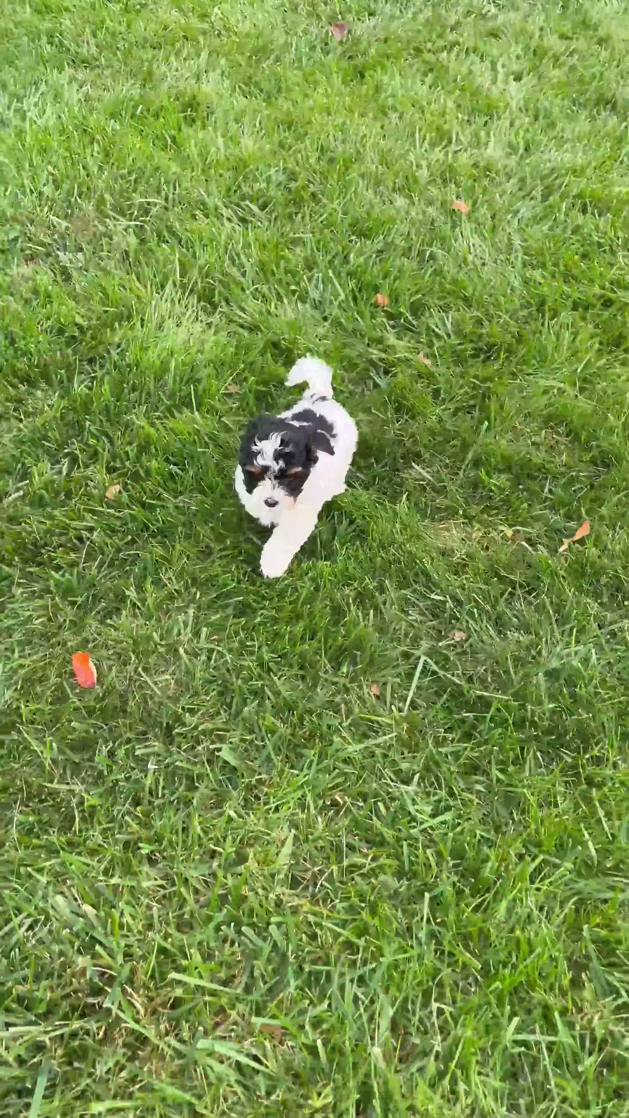 Havapoo dogs for sale: Buddy - Video 1