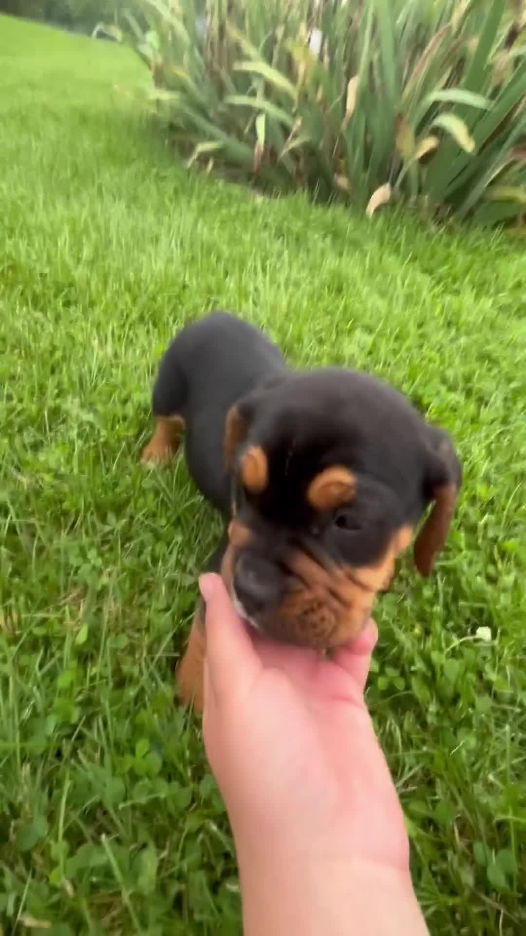 Beabull dogs for sale: Dakota - Video 1
