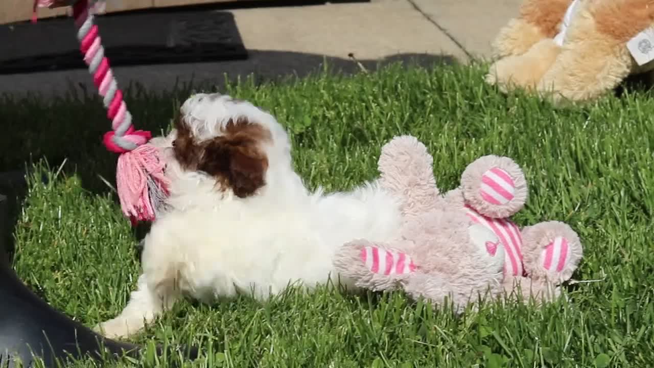 Shihpoo dogs for sale: Tabby - Video 1