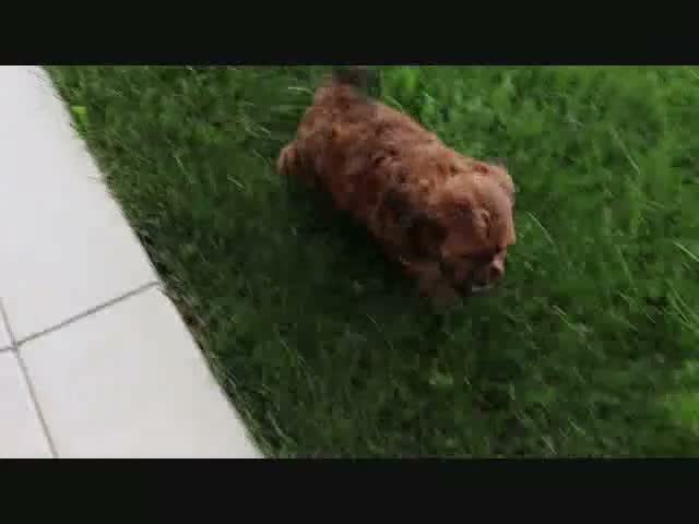 Shihpoo dogs for sale: Dixon - Video 1