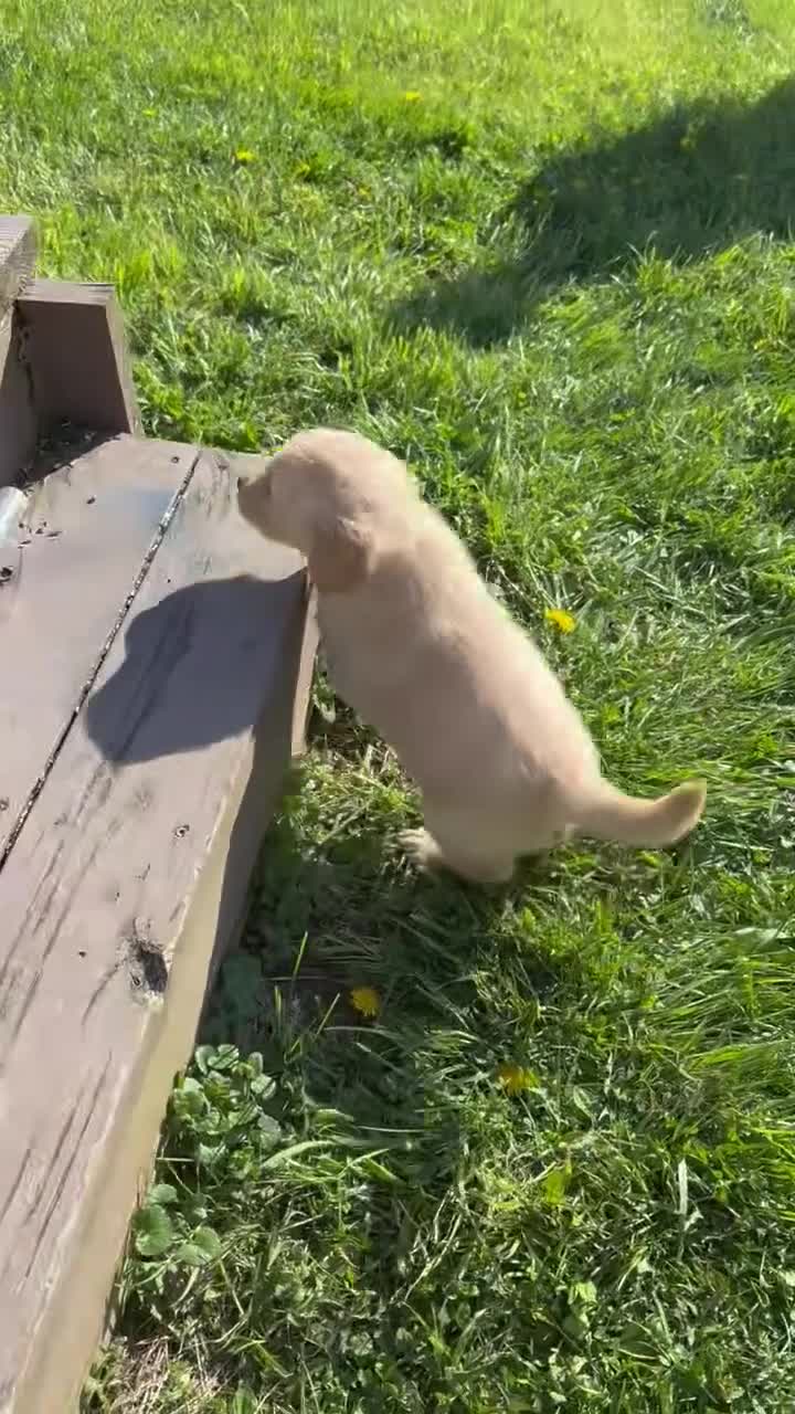 Golden Retriever dogs for sale: Hunter - Video 1