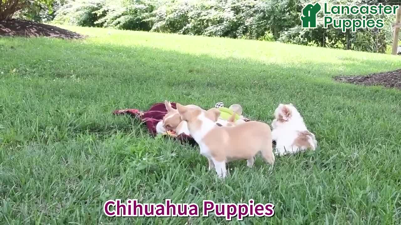 Chihuahua dogs for sale: Novak - Video 1