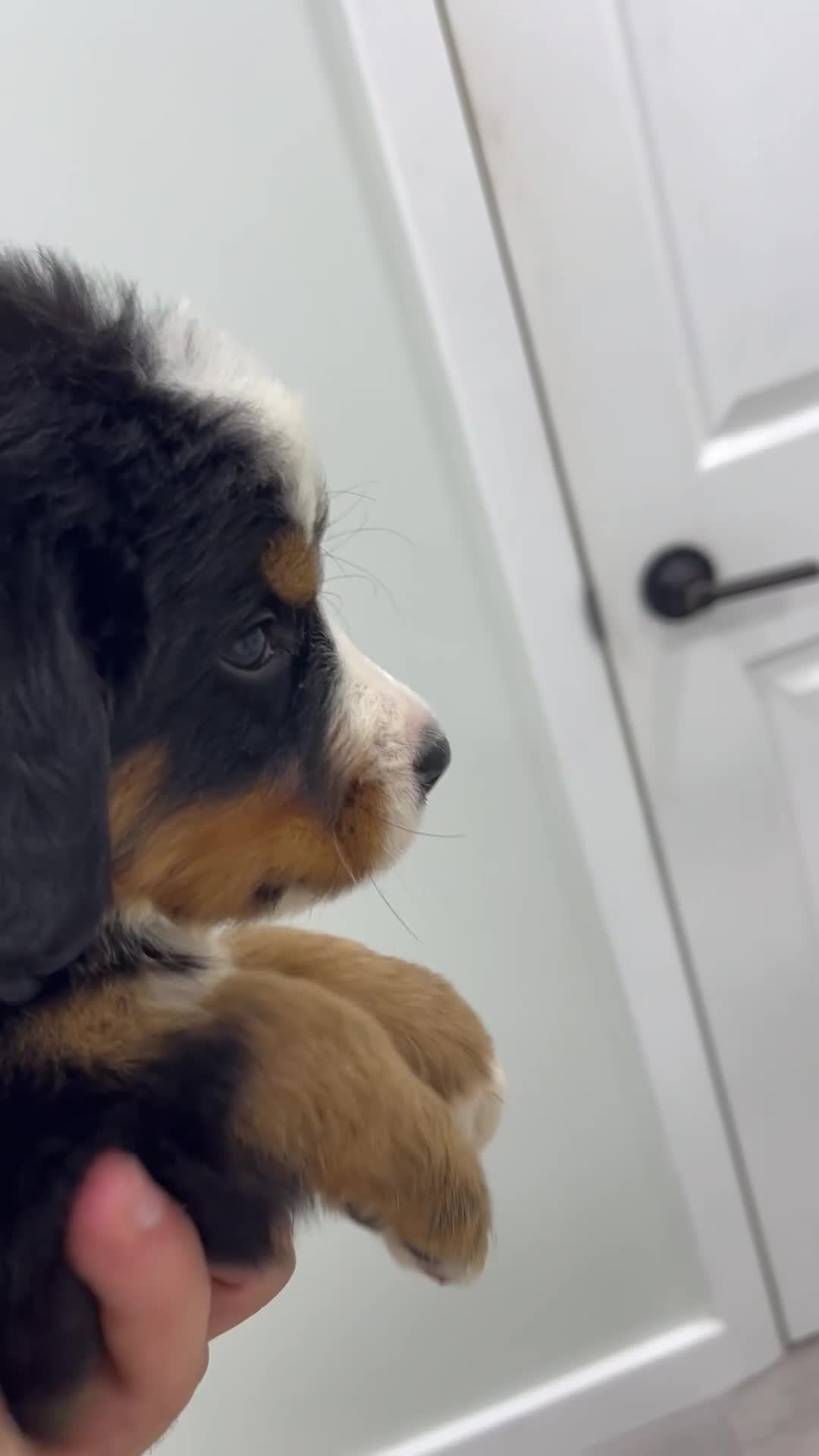 Bernese Mountain Dog dogs for sale: Jade - Video 1
