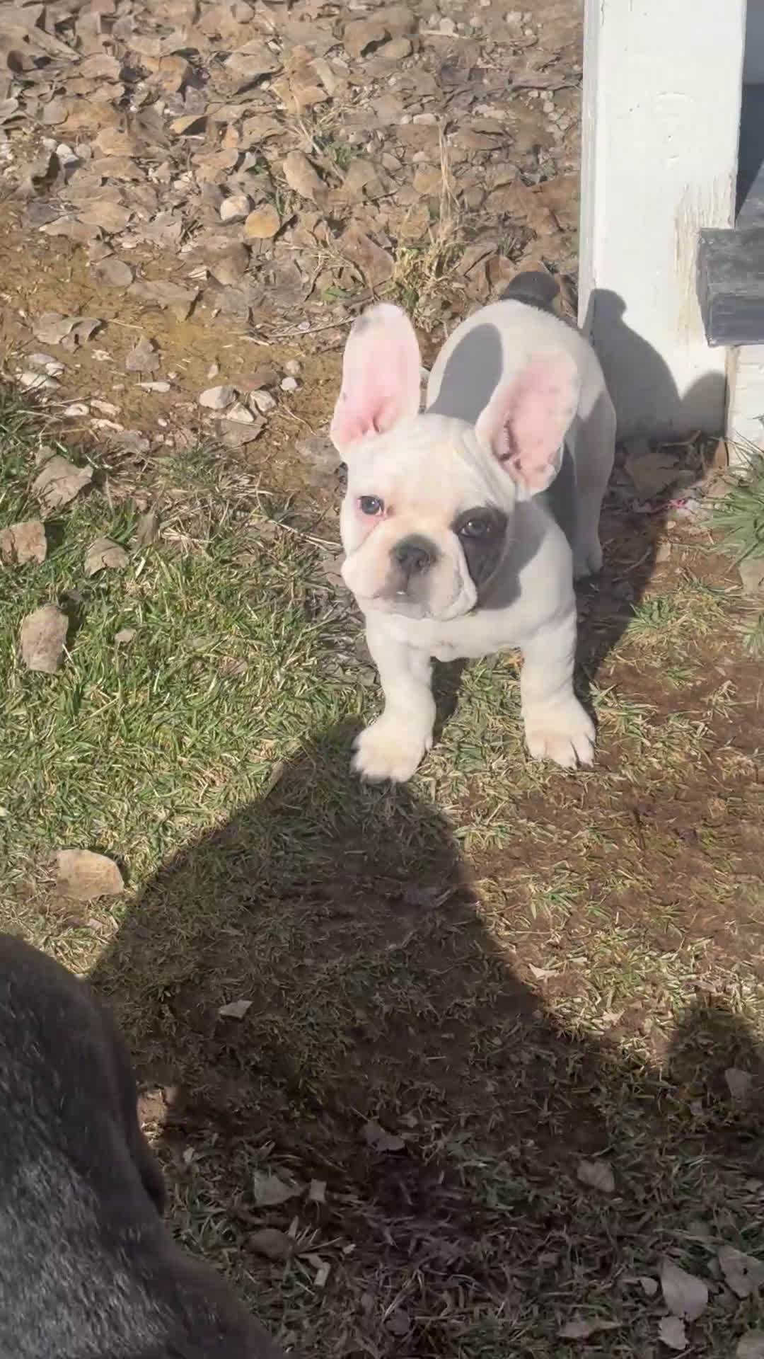 French Bulldog dogs for sale: Rosalita - Video 1
