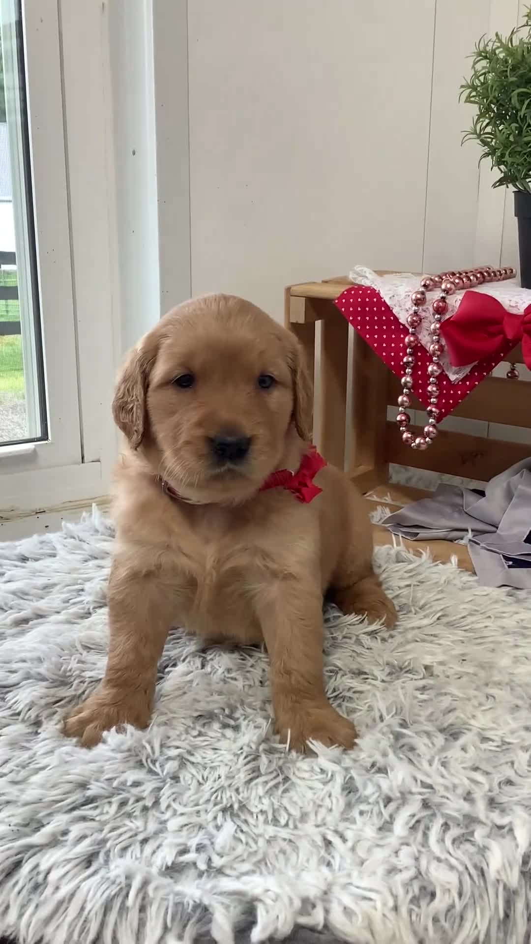 Golden Retriever dogs for sale: Golden Retriever Kallie  - Video 1