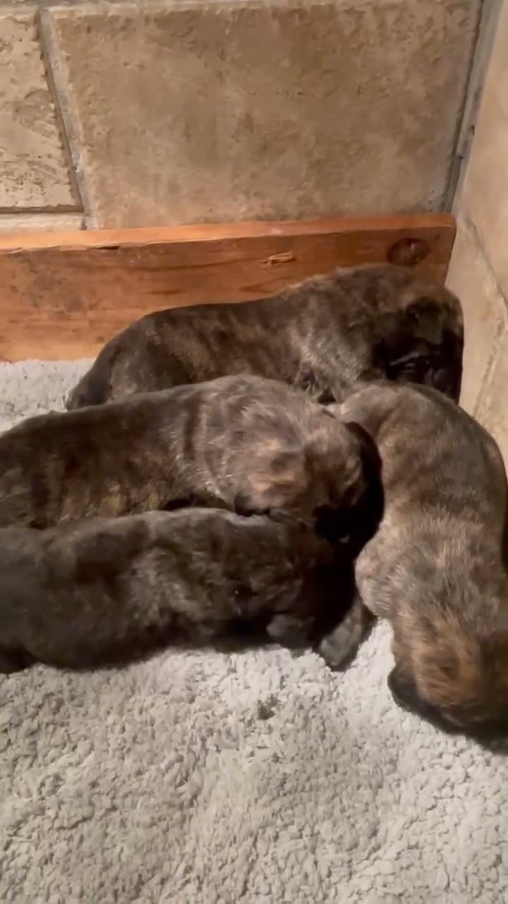 English Mastiff dogs for sale: English Mastiff 1 - Video 3