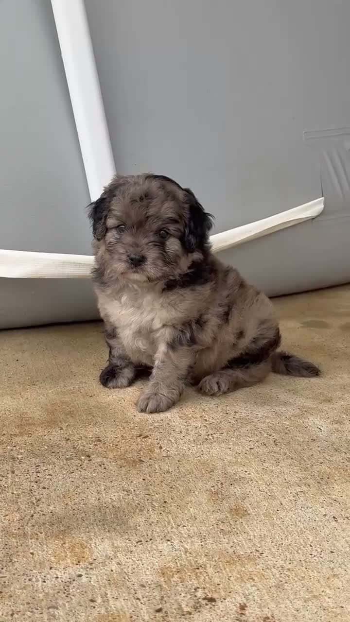 Mixed Breed dogs for sale: Theo - Video 1