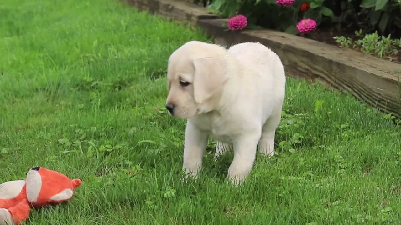 Labrador Retriever dogs for sale: Bobby - Video 1