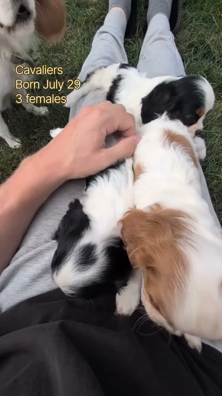 Cavalier King Charles Spaniel dogs for sale: Ruby - Video 3