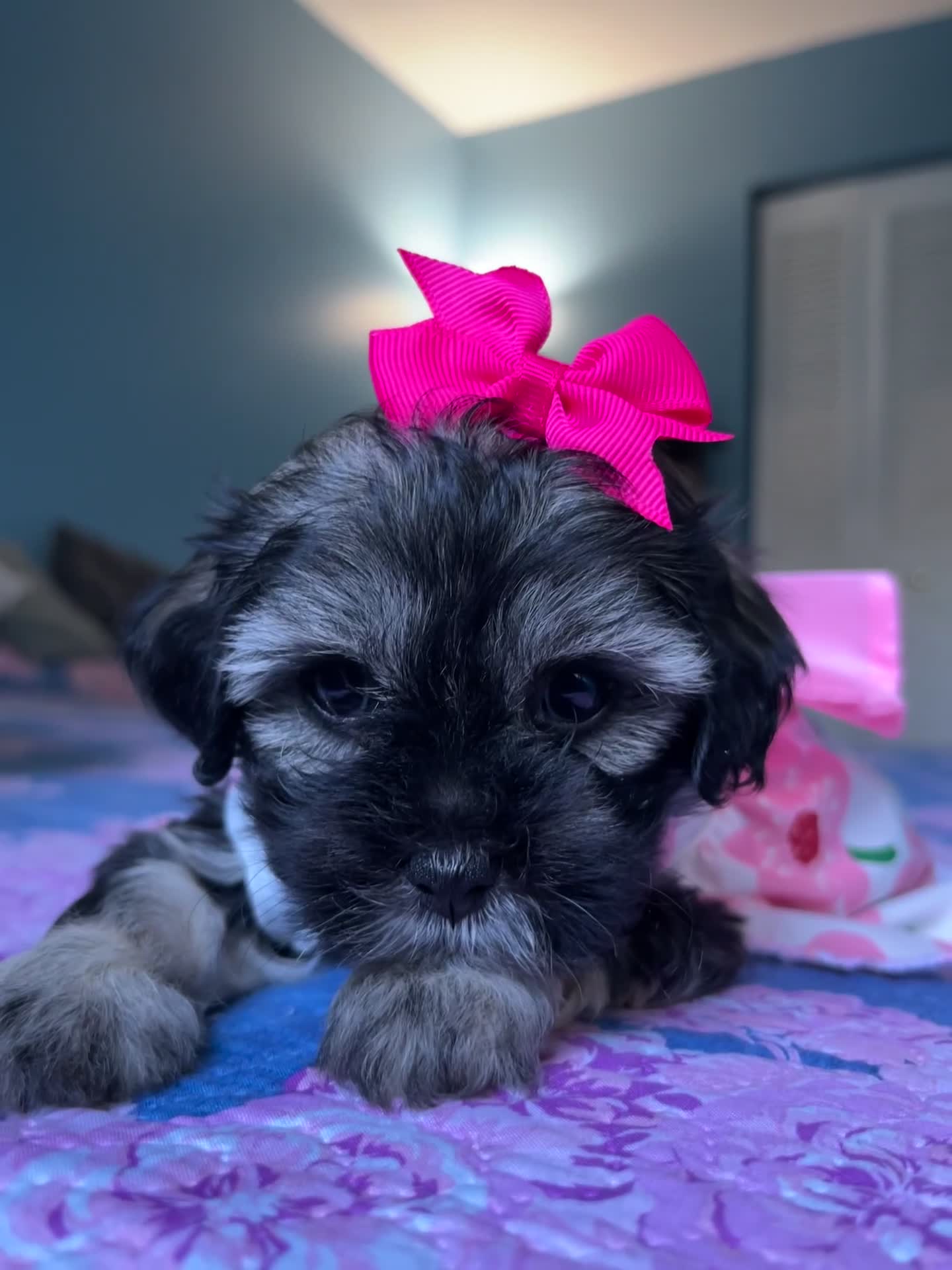 Maltipoo dogs for sale: 💖 Mini Maltipoo 💖 - Video 2